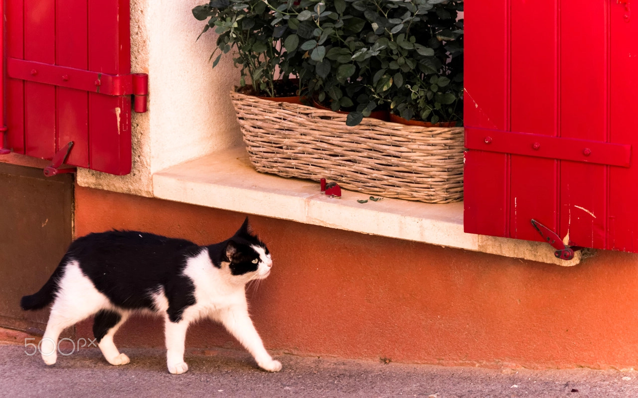Le chat de Roussillon