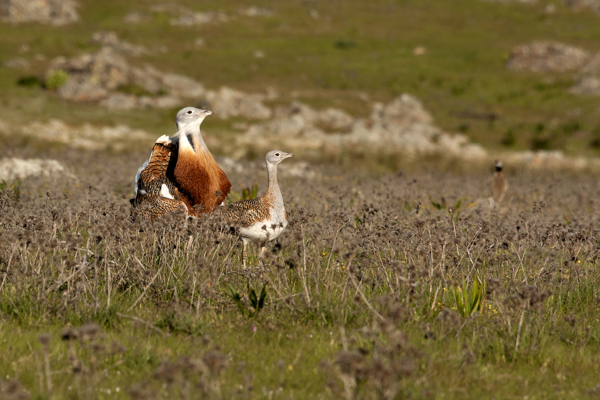Great bustard, Otis tarda