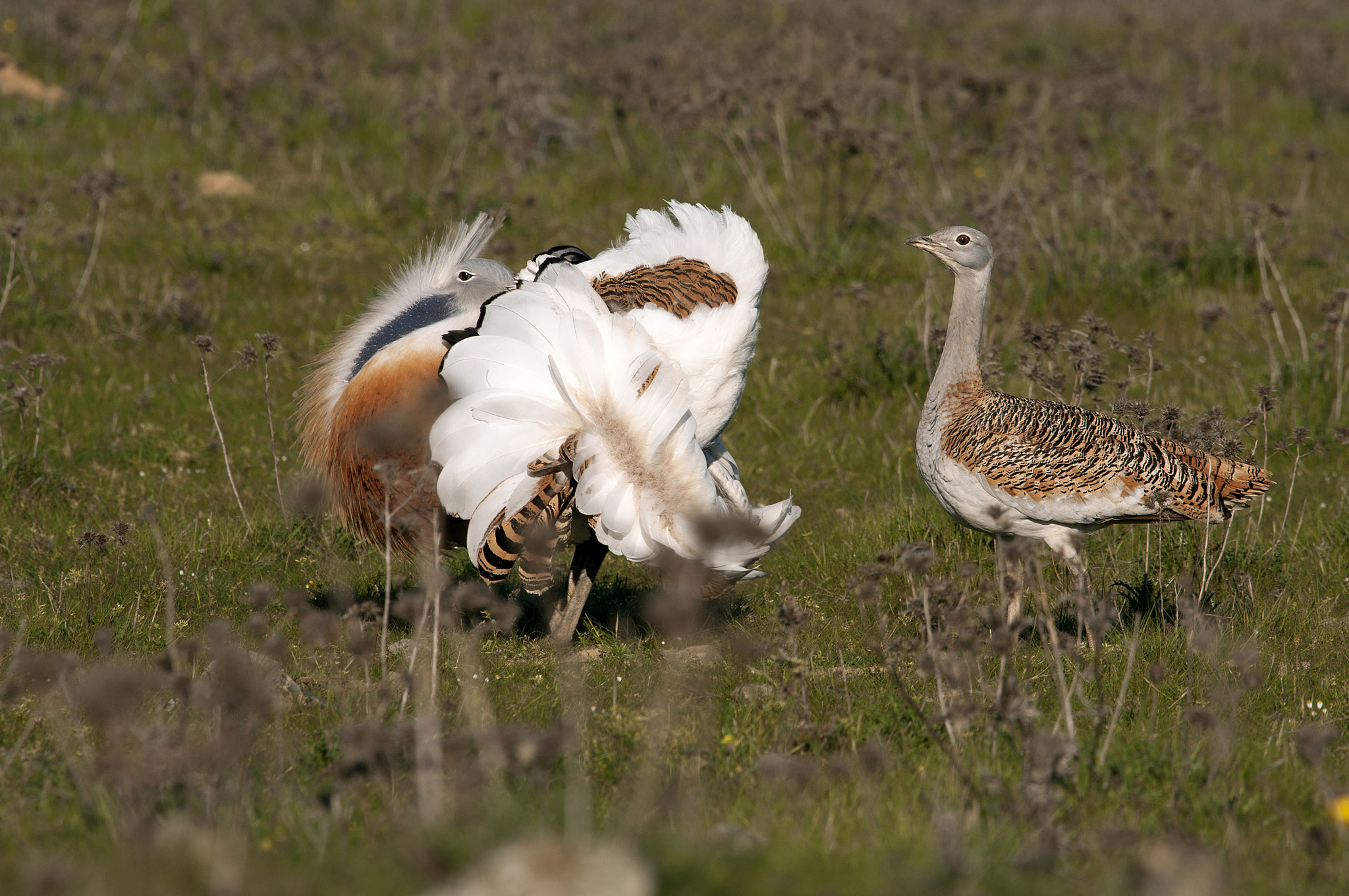 Great bustard, Otis tarda