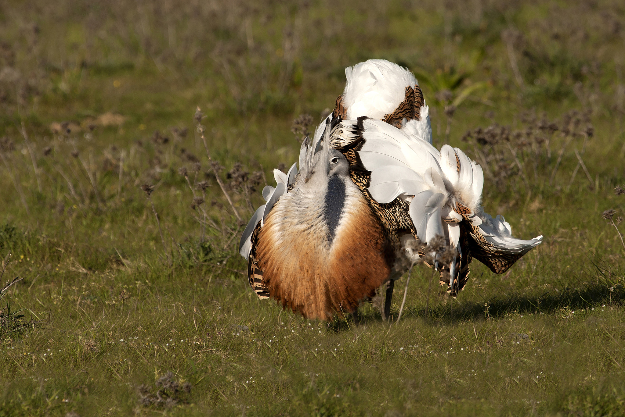 Great bustard, Otis tarda