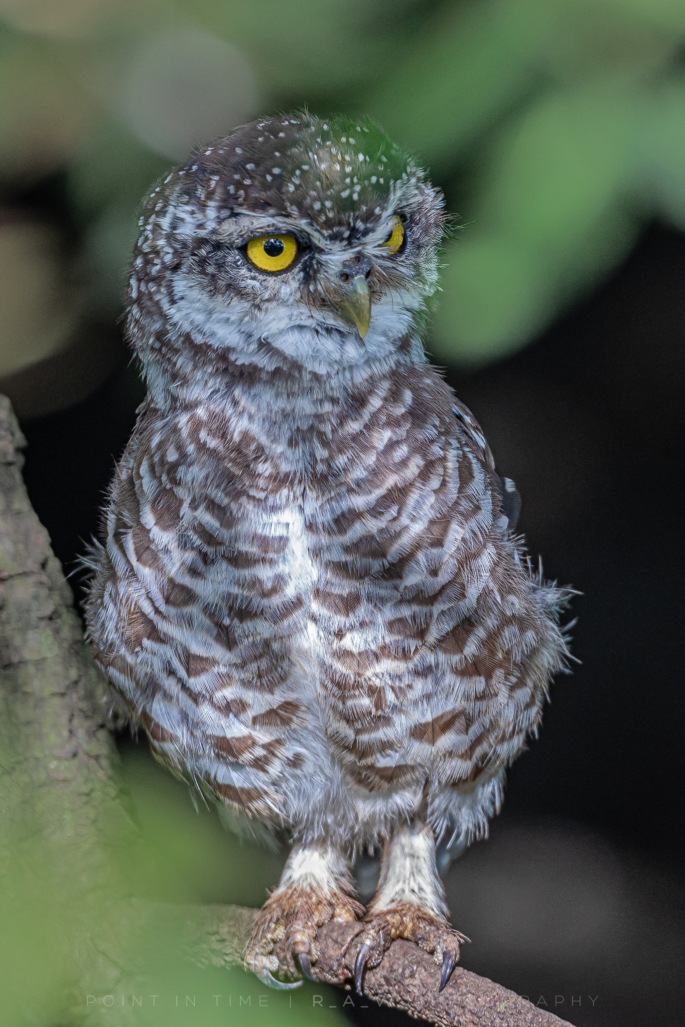 Spotted Owlet