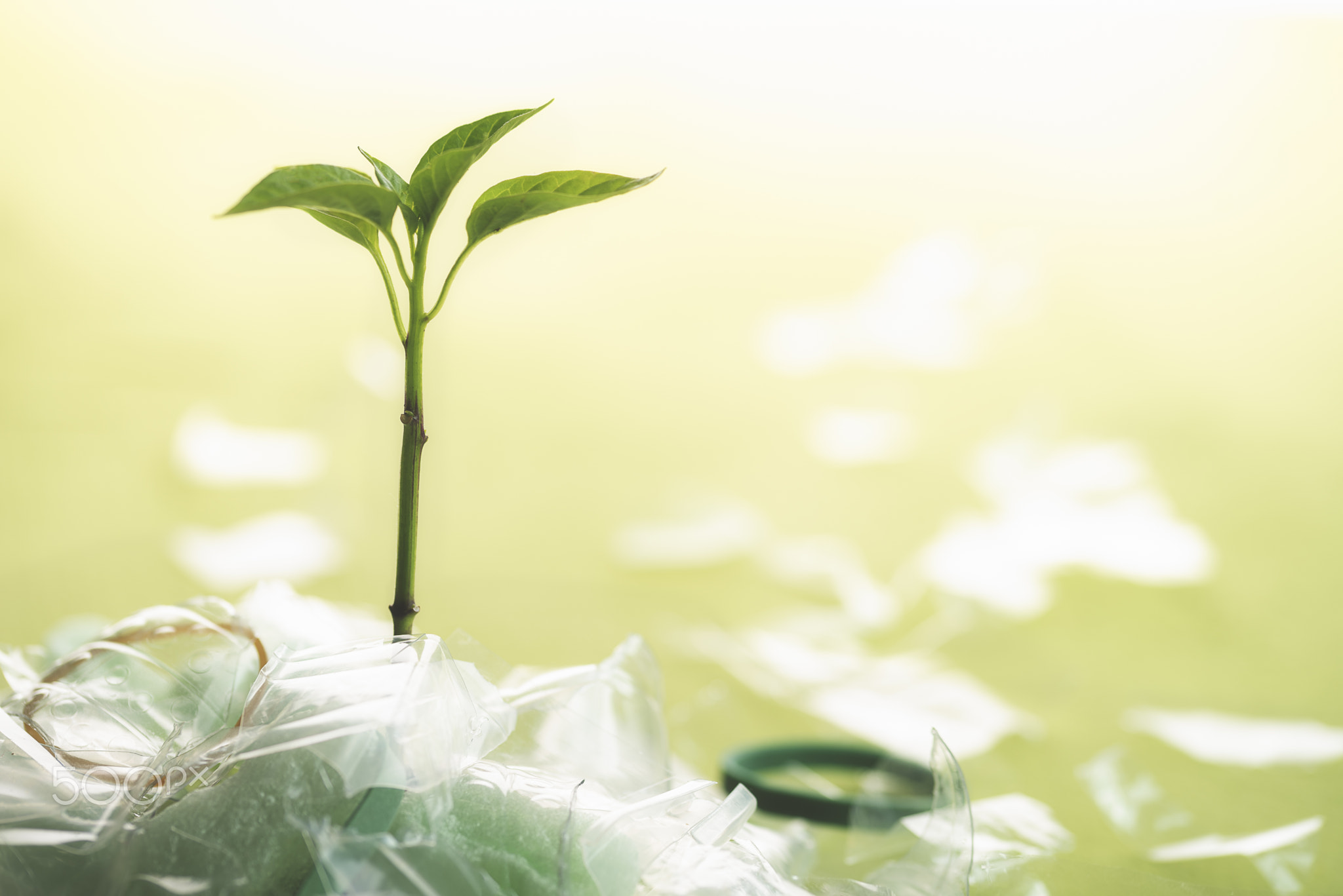 Plastic waste dumping concept and green herb