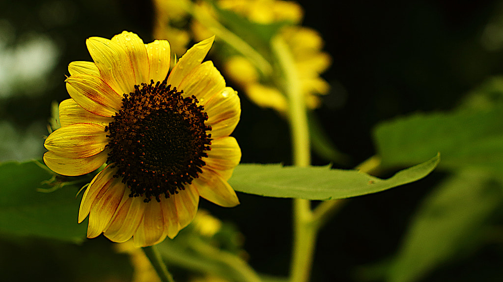 Sunflowers by Jeff Carter on 500px.com