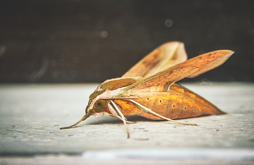 Yam Hawk Moth (Theretra nessus) #6 by Son of the Morning Light on 500px.com
