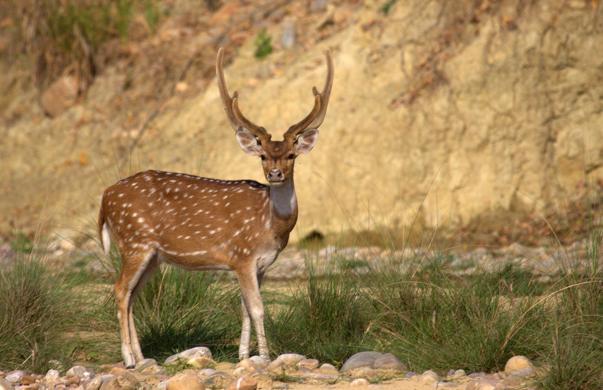 Chital Deer by Varun Mathur - Photo 31305553 / 500px