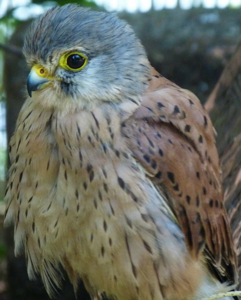 Kestrel by Stefano Sansavini on 500px.com