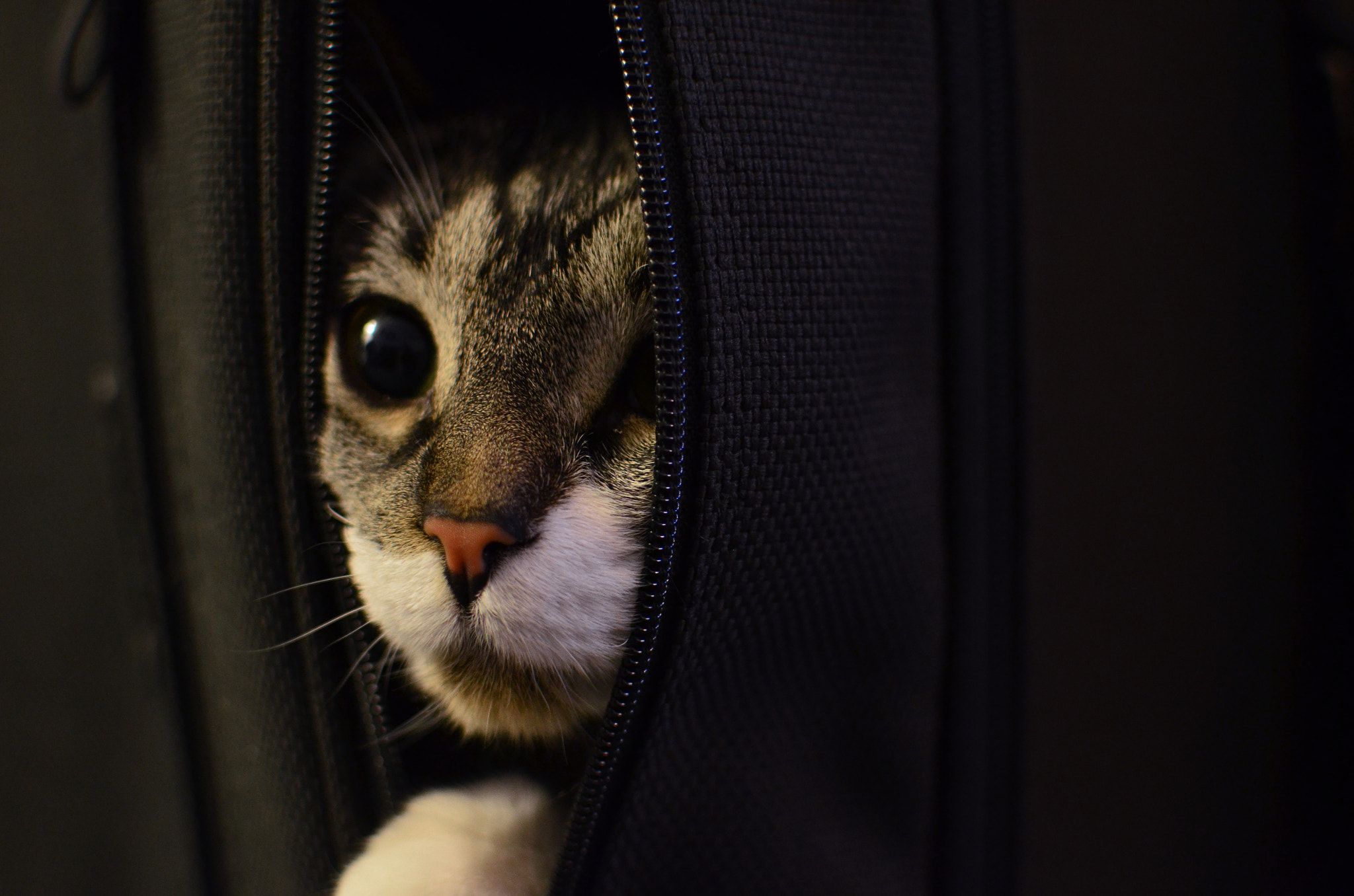 Let The Cat Out Of The Bag