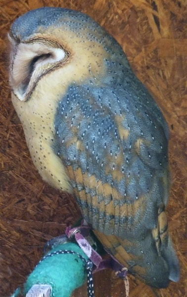 Barn owl by Stefano Sansavini on 500px.com