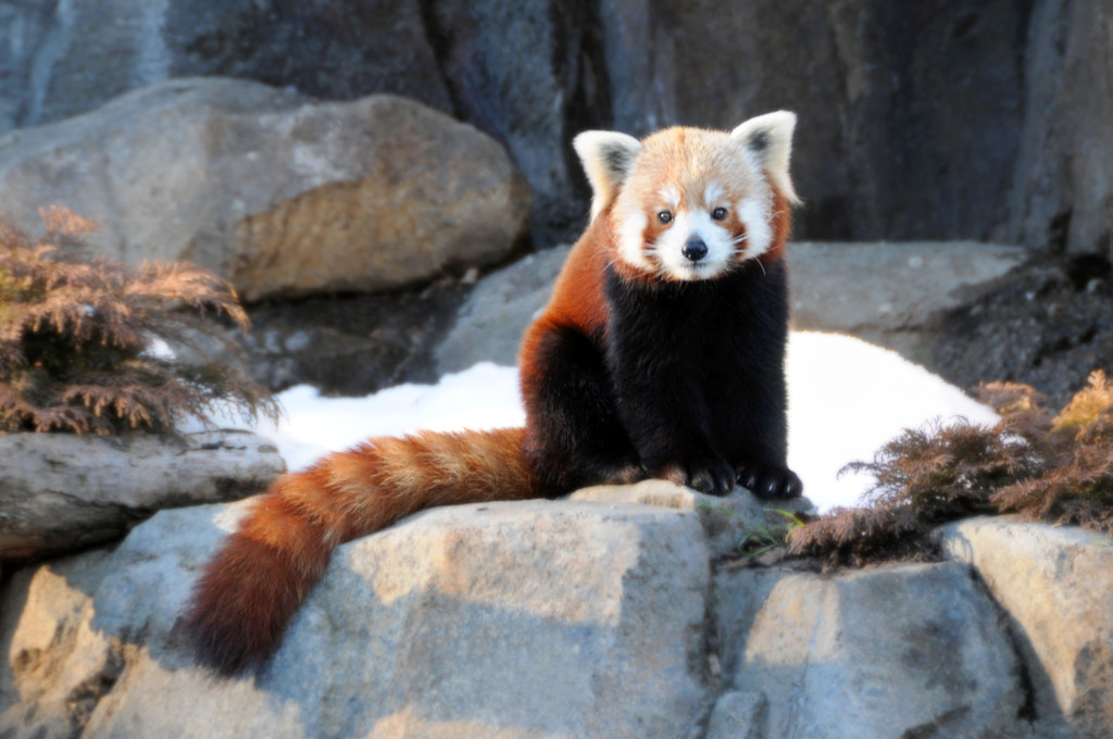 Photos Of Red Pandas Slacking Off That Are Really Cute 500px