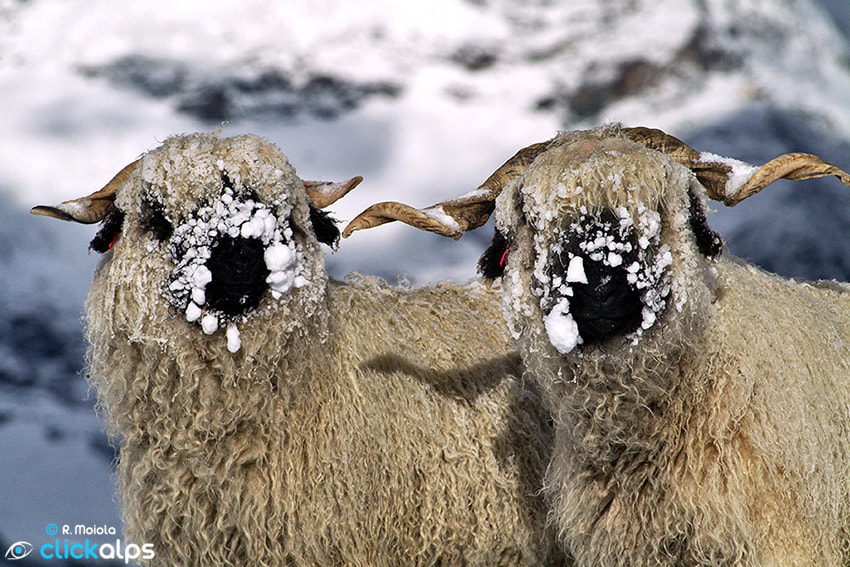 Snowy Blacknose Sheep by Roberto Sysa Moiola on 500px.com