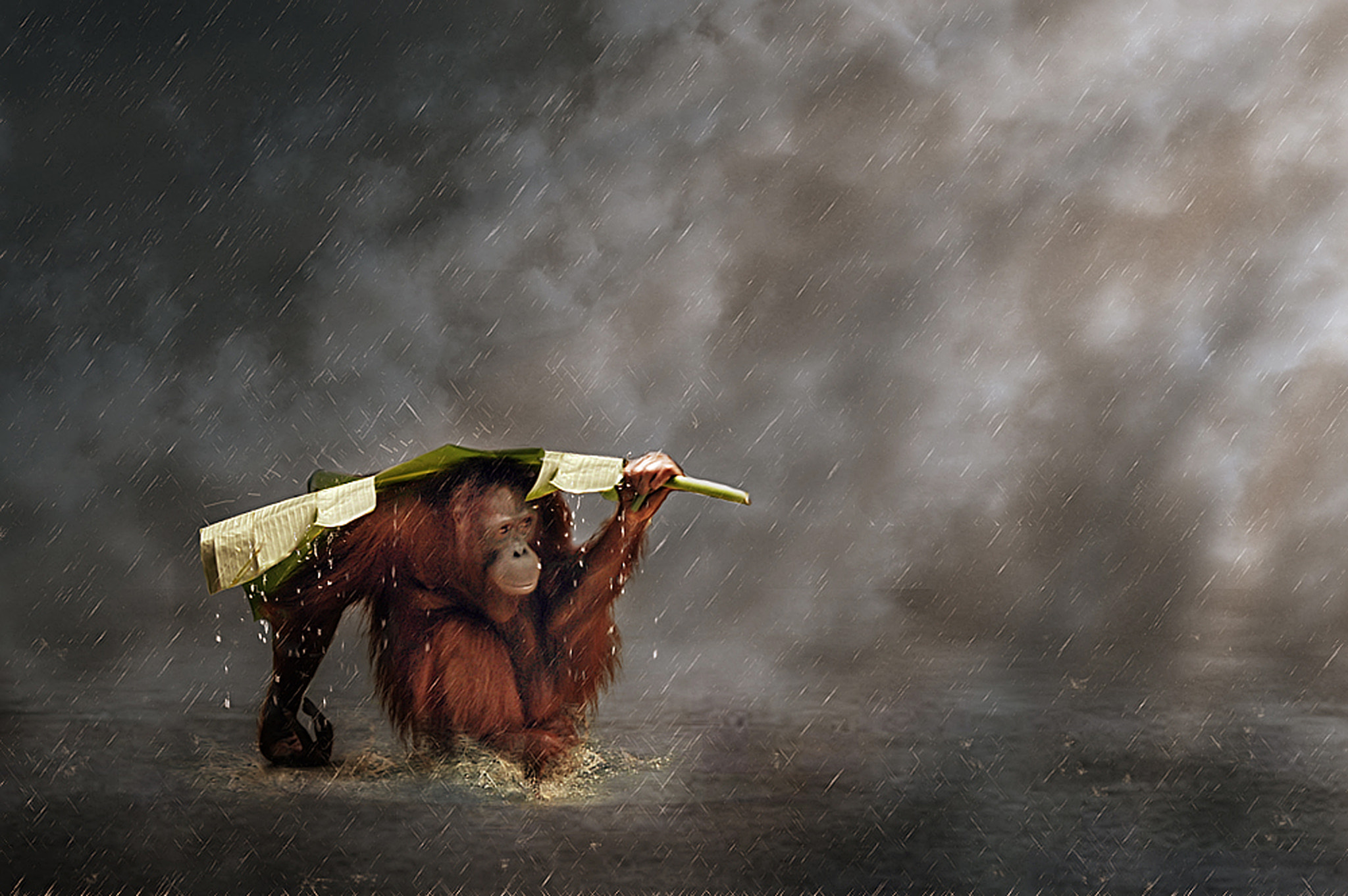 Rain animals. Орангутанг. Обезьяна под дождем. Животные под дождем. Обезьяна под листом.