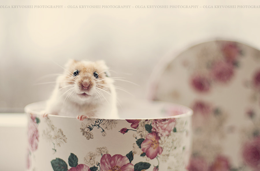 Tobi by Olga Kryvoshei on 500px.com