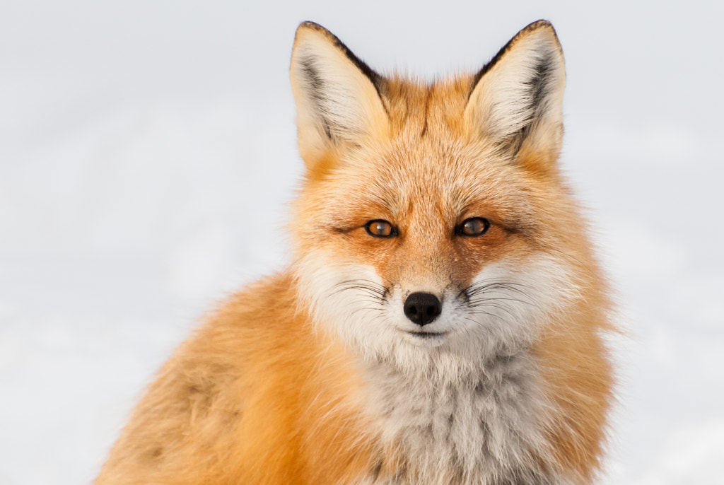 Fox by Laurens Kaldeway on 500px.com