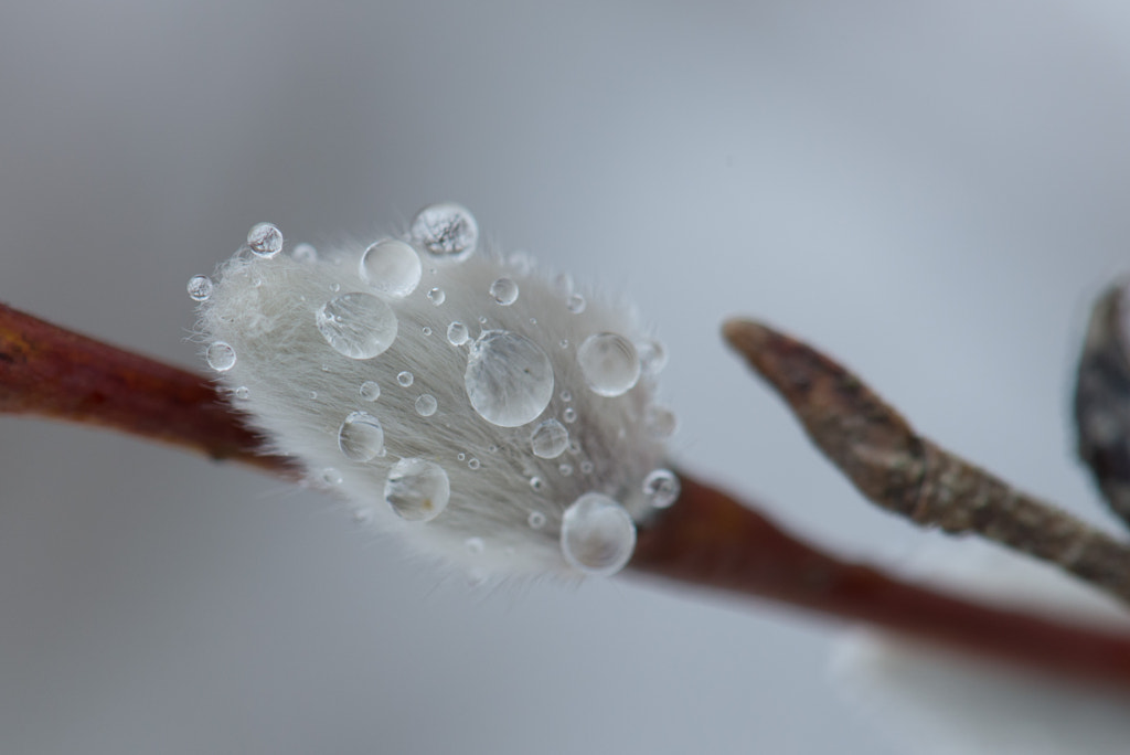 Drops by Aleksei Velizhanin on 500px.com
