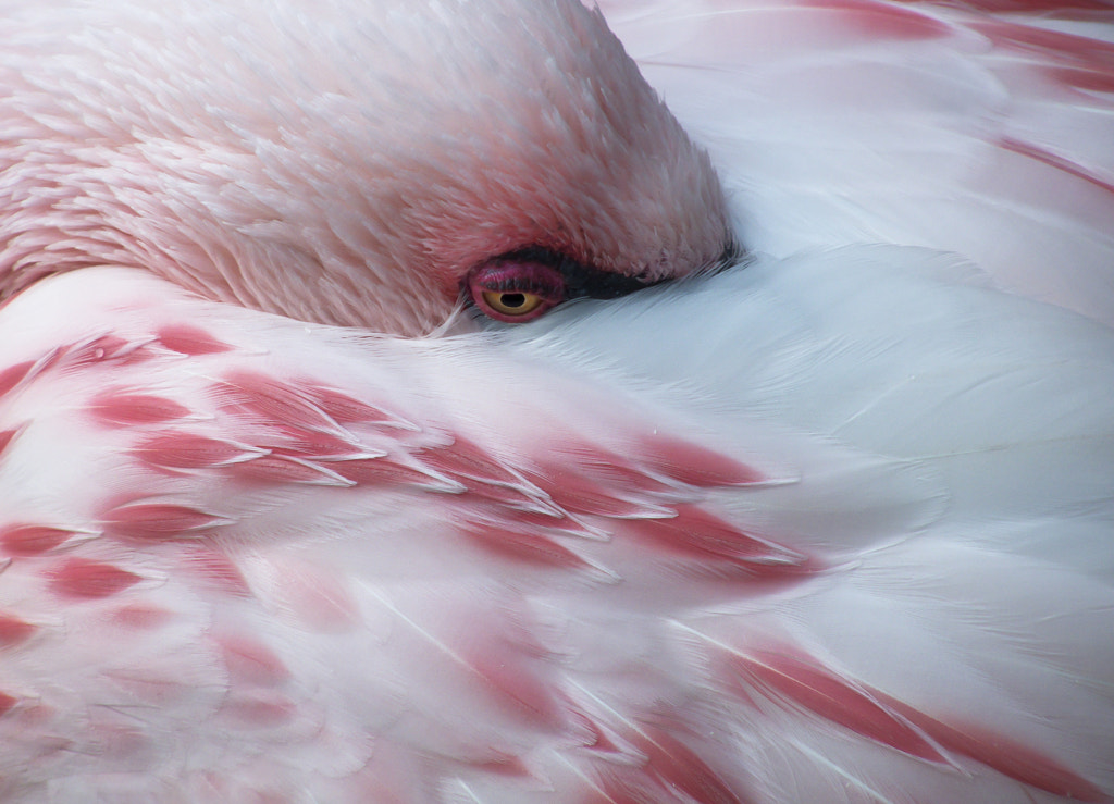 Melancholy Flamingo by john trent on 500px.com