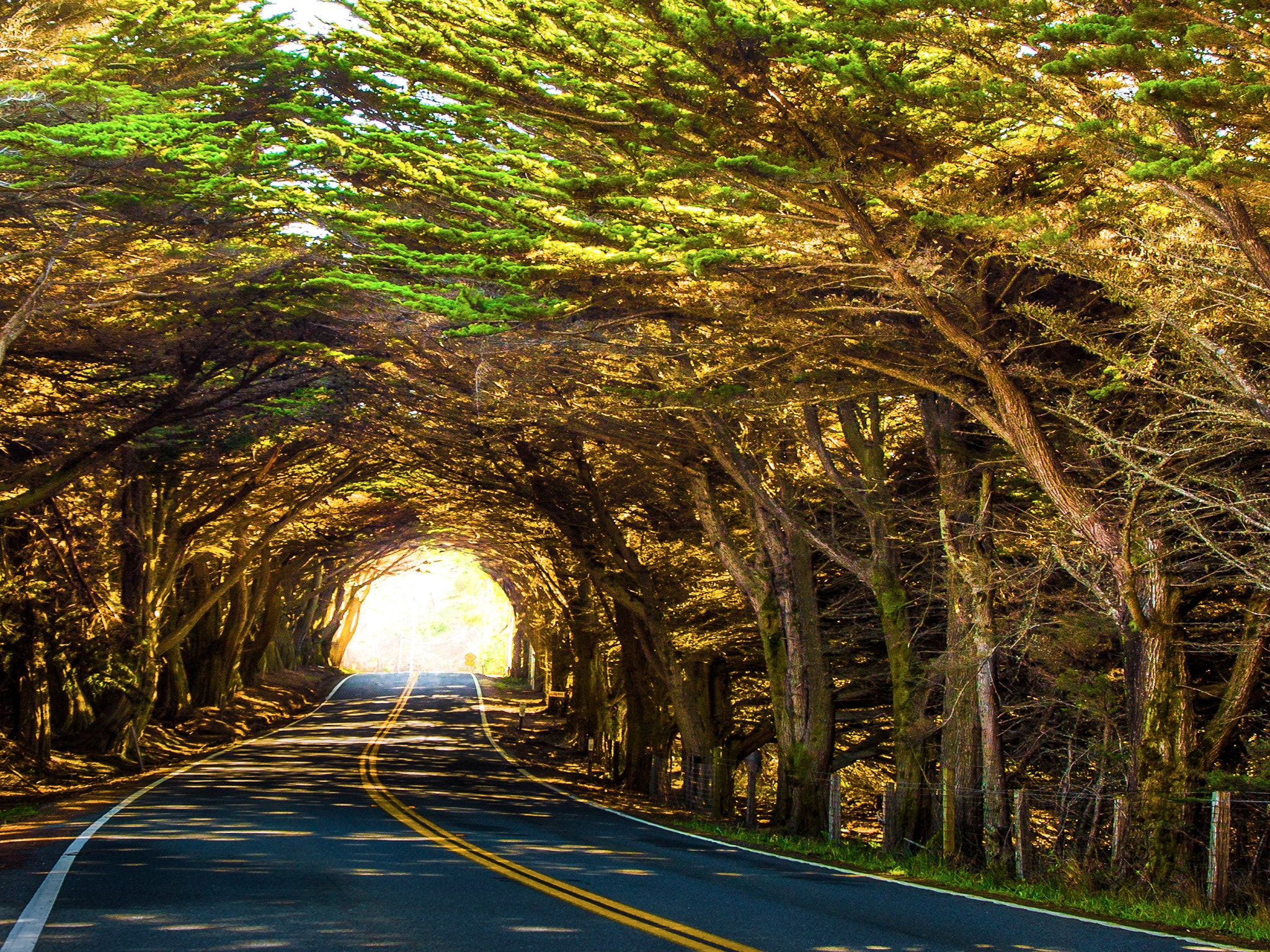 Tree Tunnel by Harpreet Grewal / 500px