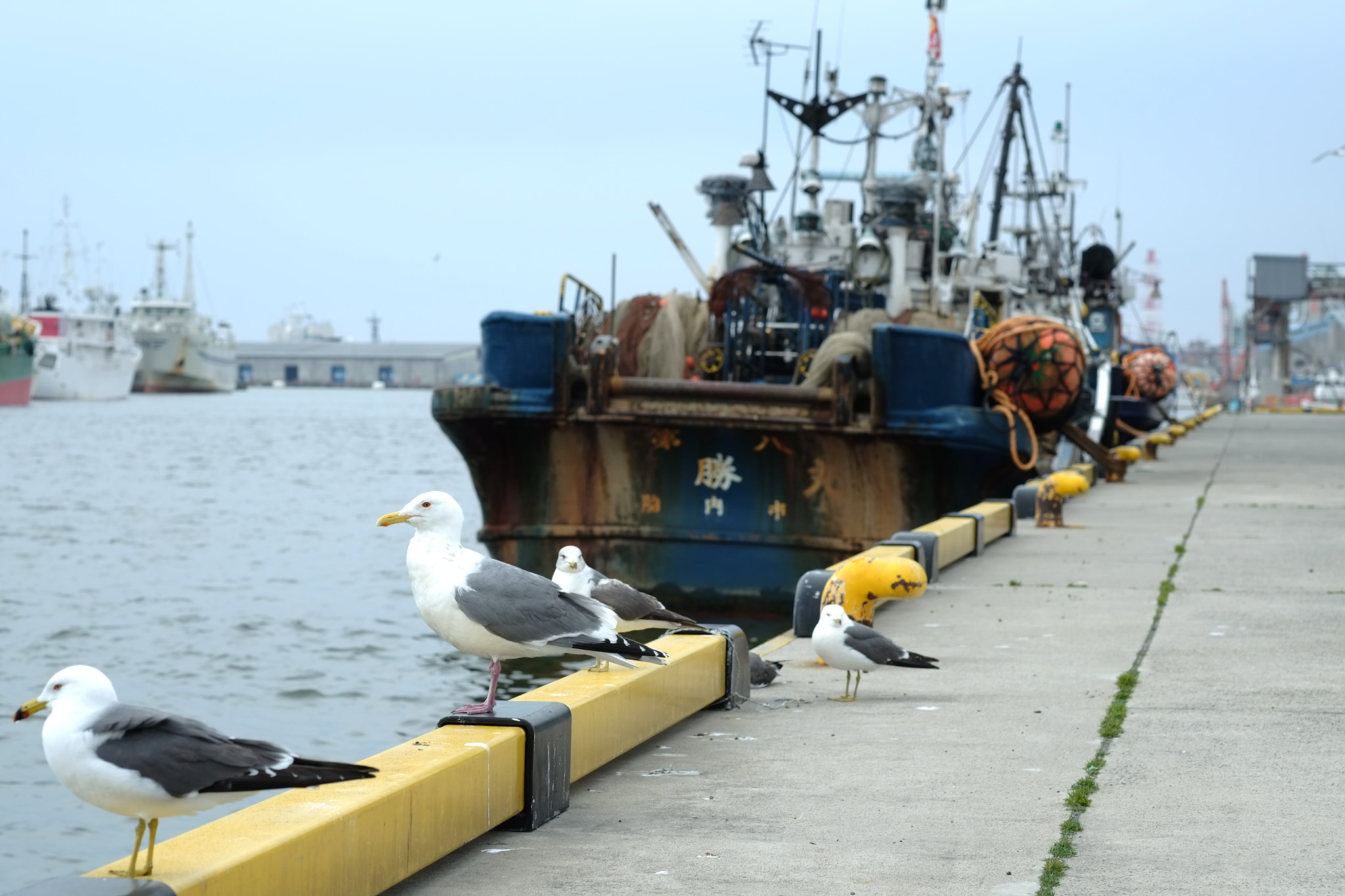 鴎 Ｇｕｌｌ