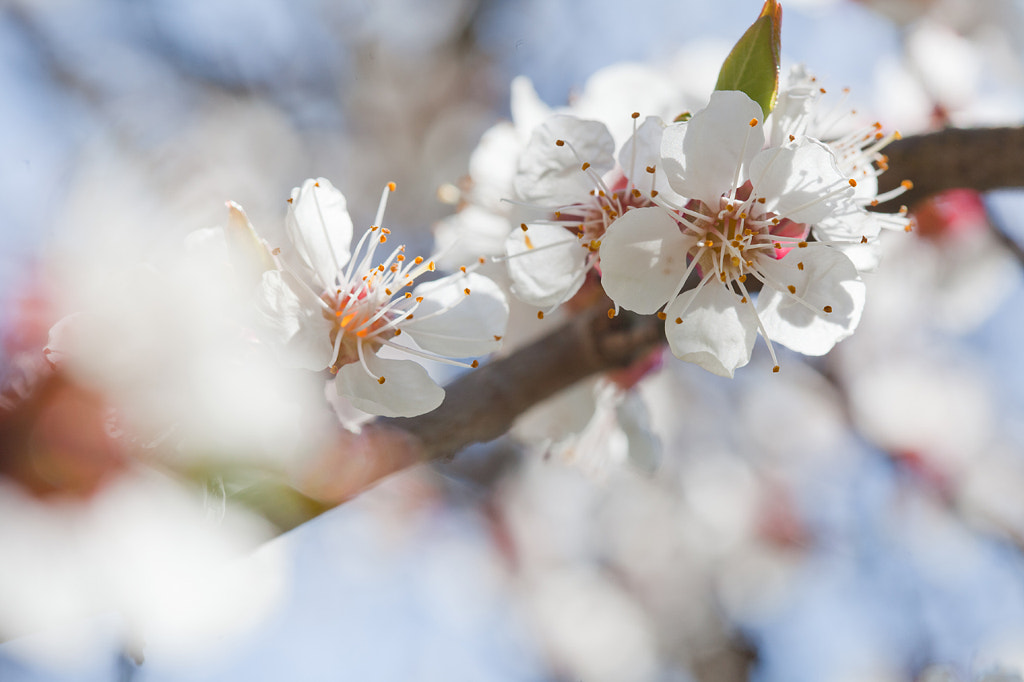 Blooming spring by Gabi Lukacs on 500px