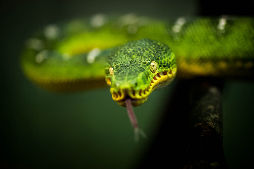 Slither by Justin Lo on 500px