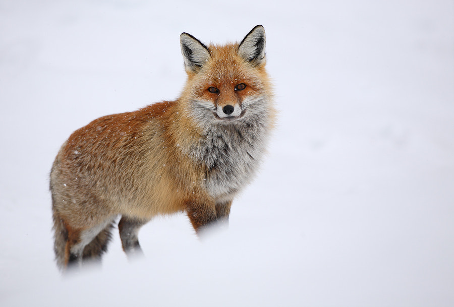 Red fox in the snow by Christian Rey on 500px.com