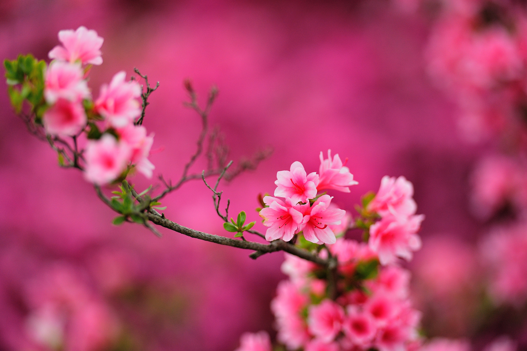 Nikon AF-S Nikkor 70-200mm F2.8G ED VR II sample photo. Azalea in front of pink photography
