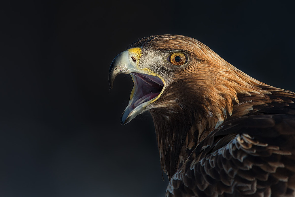 closeup of golden eagle