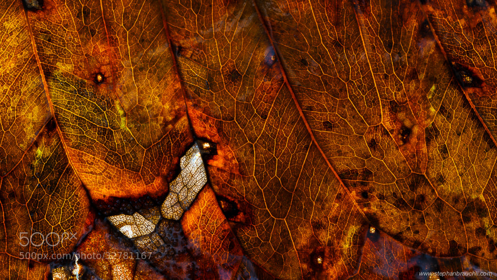 Paradise Lost by Stephan Brauchli