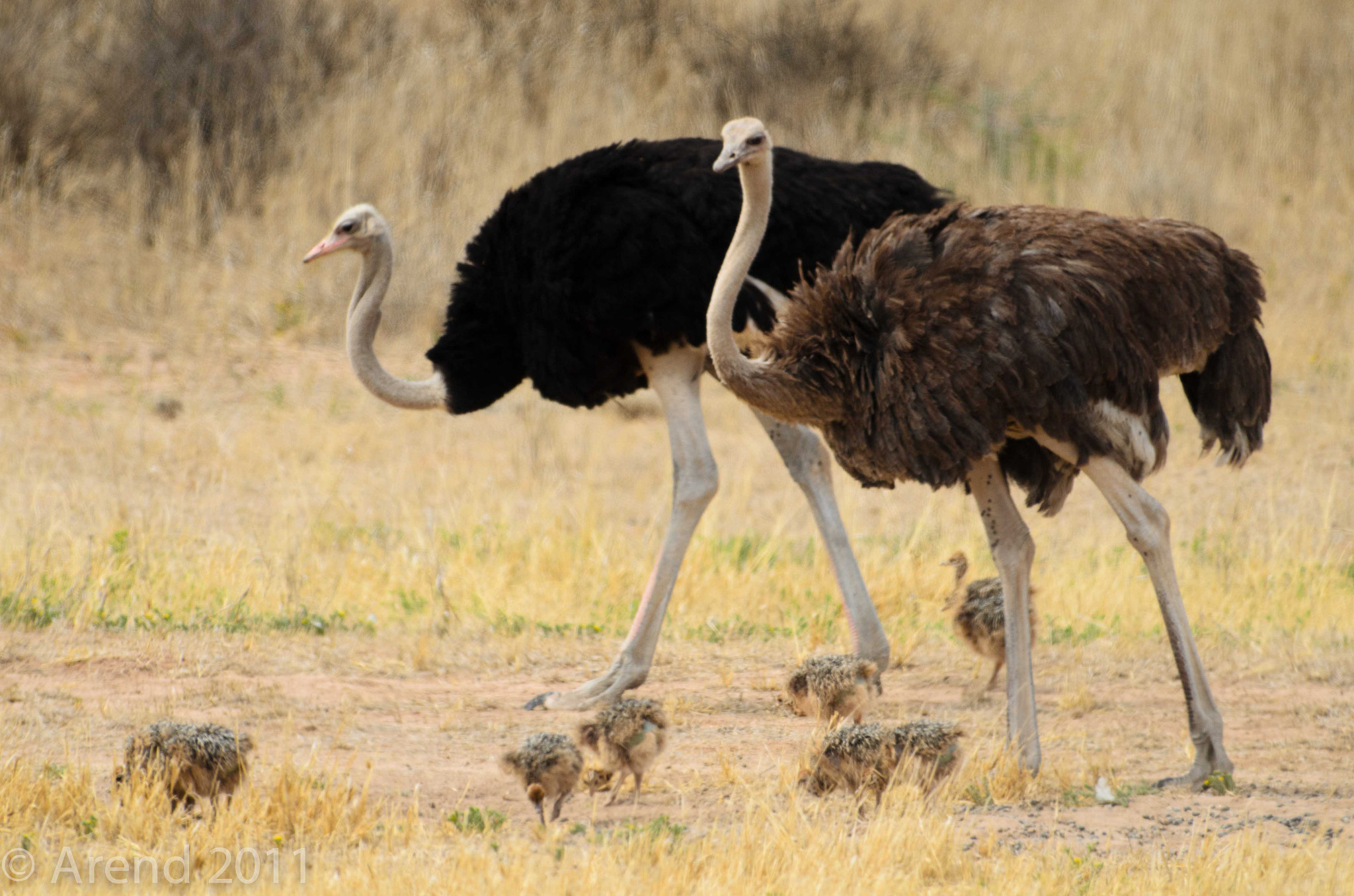 Ostrich Family by Arend van der Walt / 500px