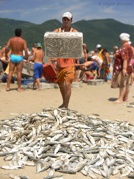 Catch Of The Day (Refocused)