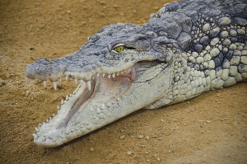 Crocodile by Adolfo Pérez on 500px.com