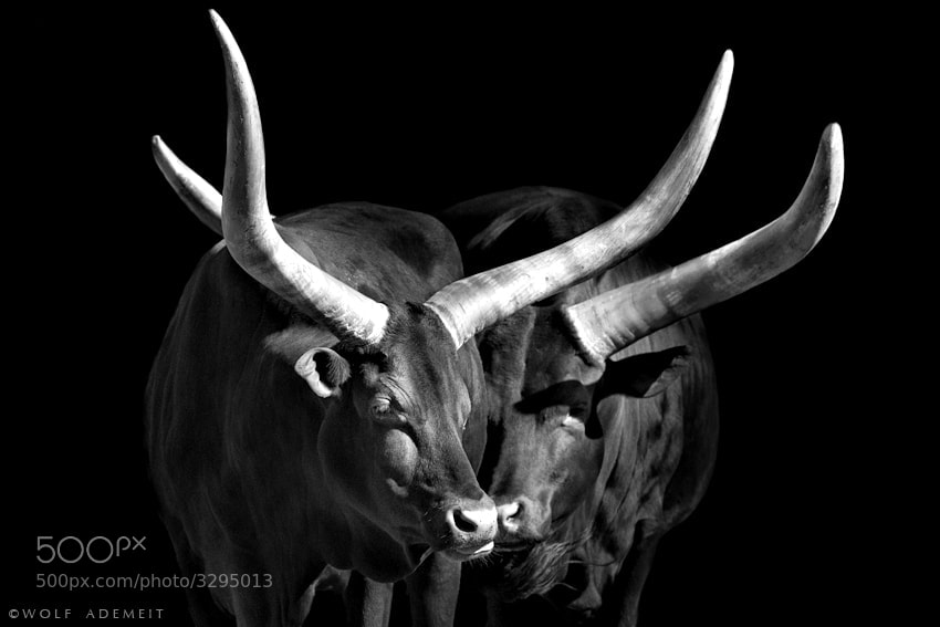 18 horns