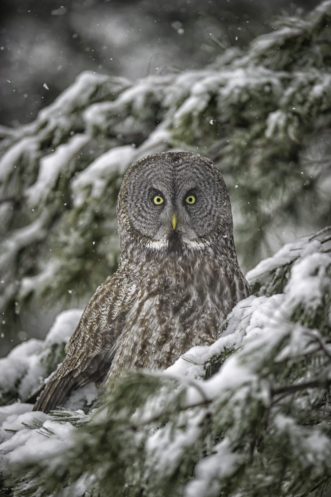 Great Grey Ornament