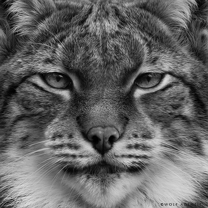 LYNX EYES by Wolf Ademeit / 500px