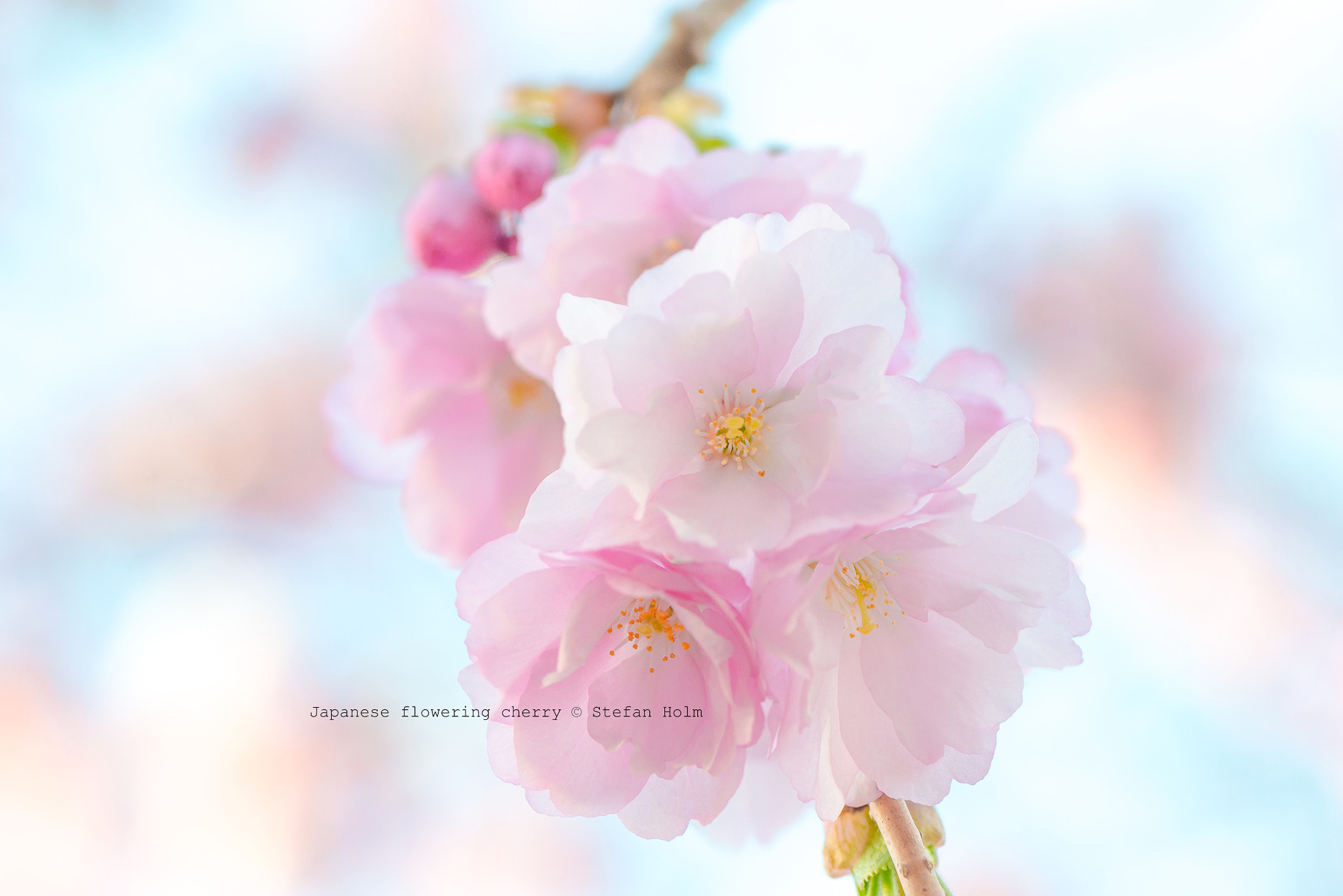 Nikon D800E + Nikon AF-S Micro-Nikkor 105mm F2.8G IF-ED VR sample photo. Japanese flowering cherry photography