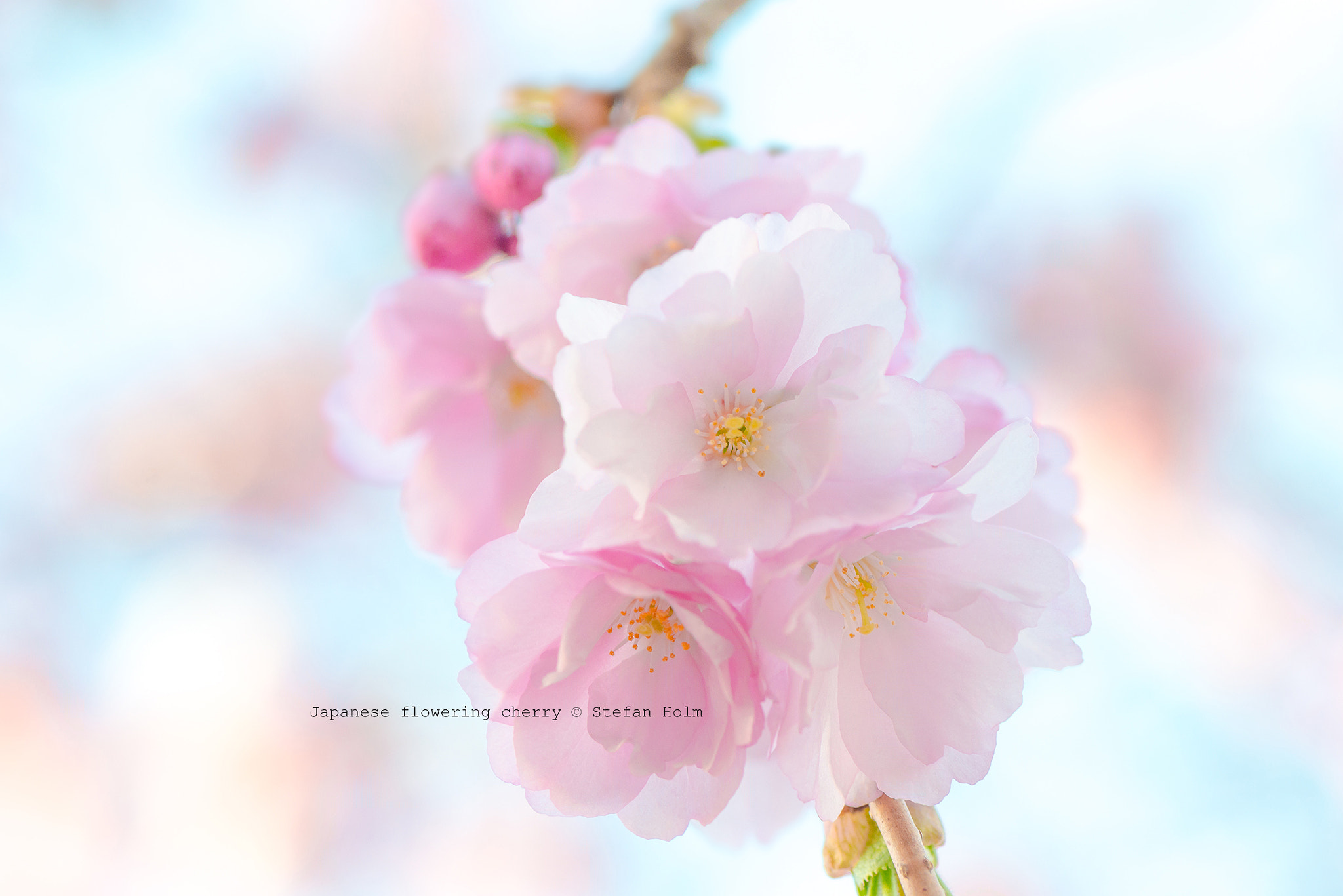 Nikon AF-S Micro-Nikkor 105mm F2.8G IF-ED VR sample photo. Japanese flowering cherry photography