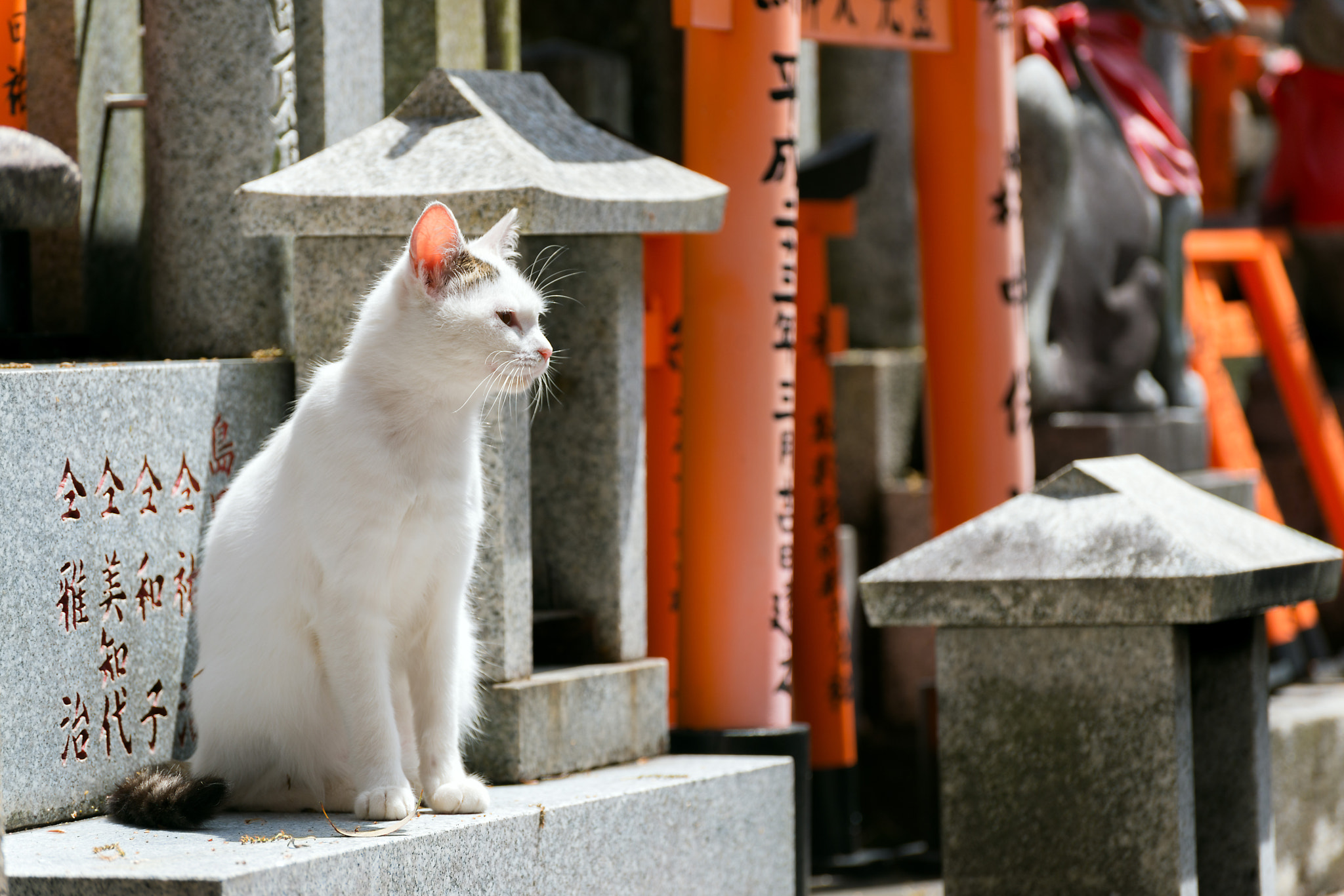 A Gift from KITSUNE,Fushimi Inari-taisha