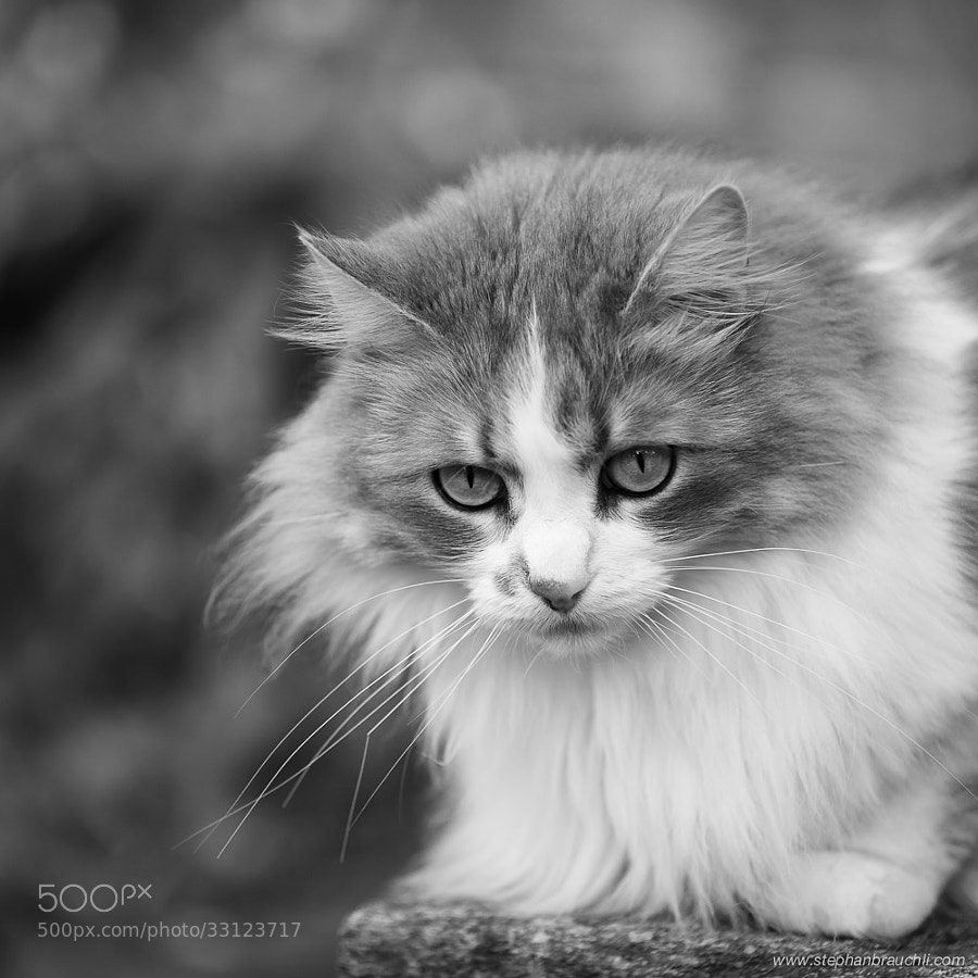 Photograph Moira's Eyes by Stephan Brauchli on 500px