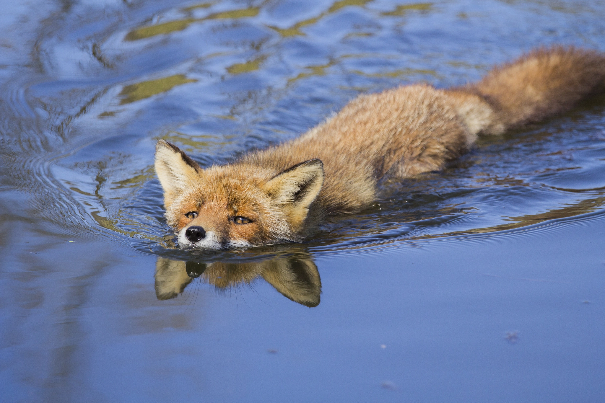 Most fox. Лиса. Лиса плавает. Лиса в воде. Лиса купается.