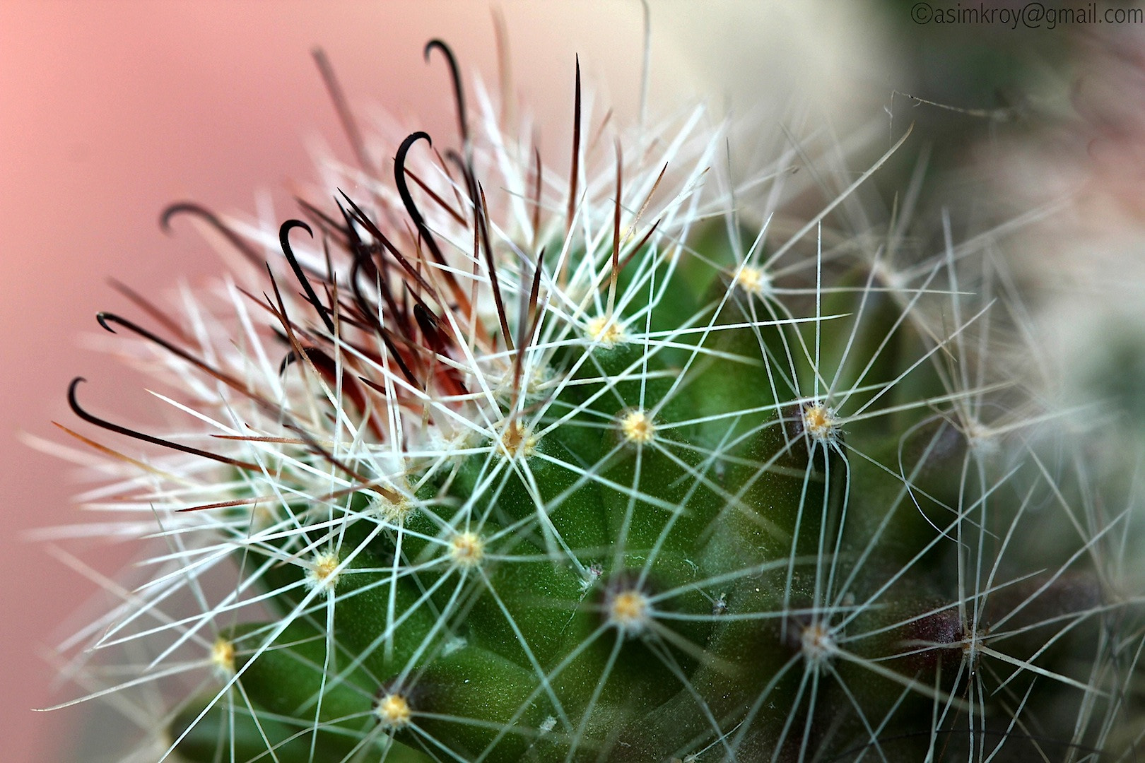 Cactus