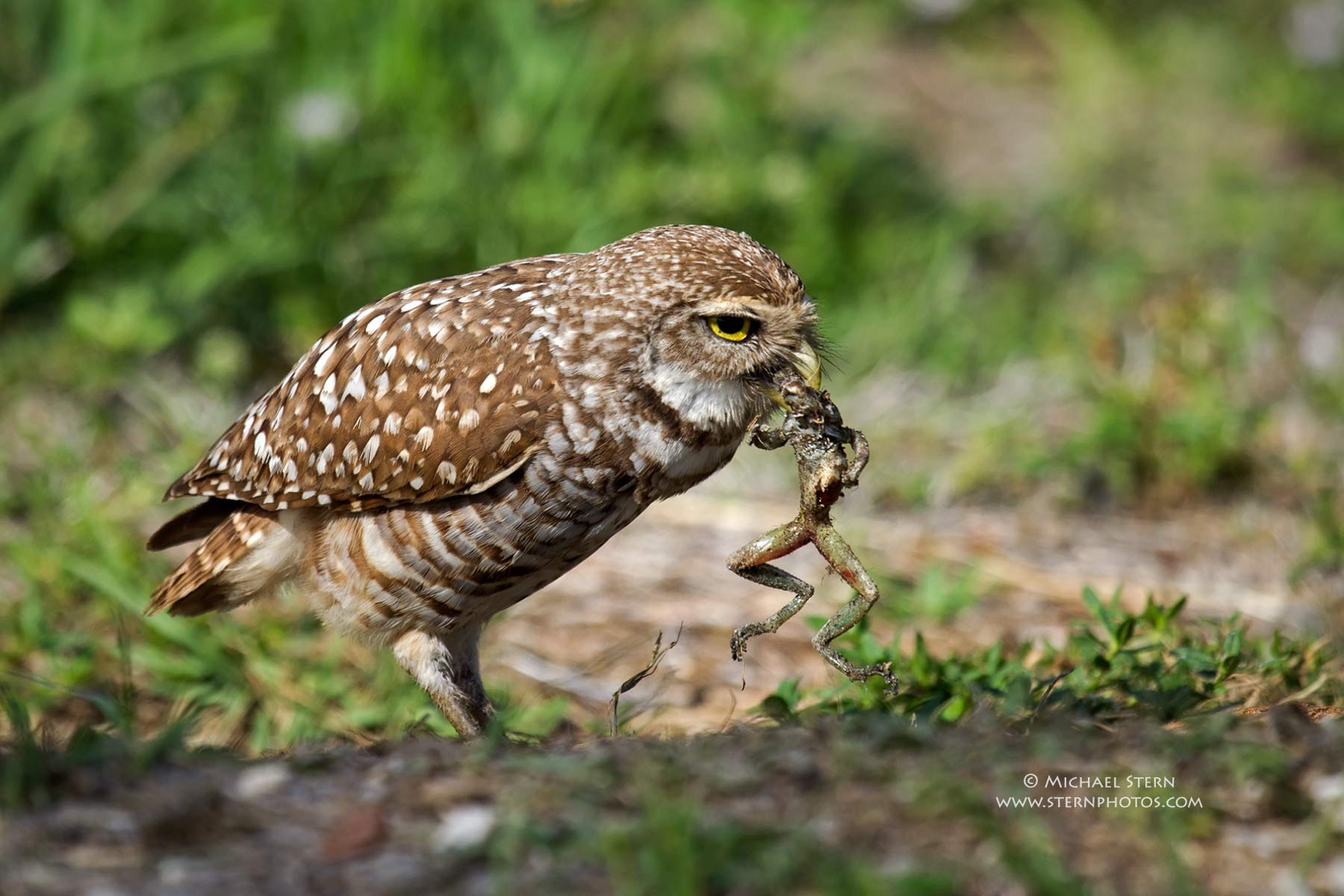Burrowing Owl eating a frog by Michael Stern Photo 33348129 / 500px