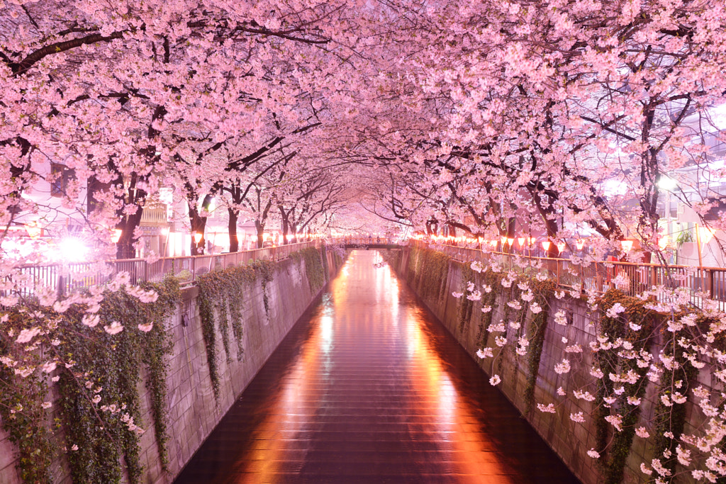 SAKURA Tunnel by Masai Okeda on 500px.com