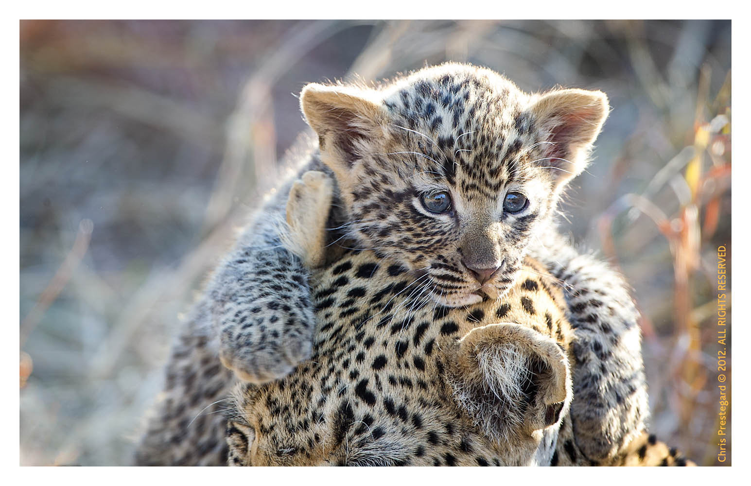 tough-day-at-the-office-by-chris-prestegard-500px