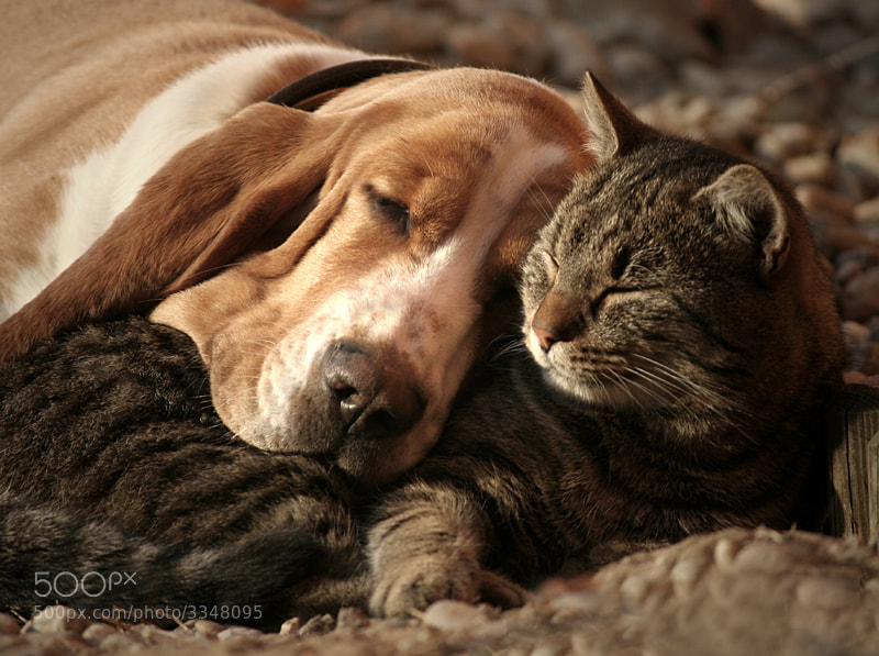 Photograph cat pillow-dog blanket by Szilvia Pap-Kutasi