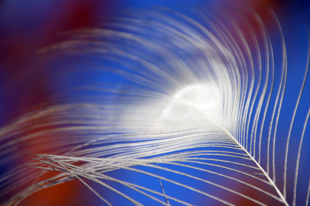 Blanco y azul by NINES Salvador on 500px.com