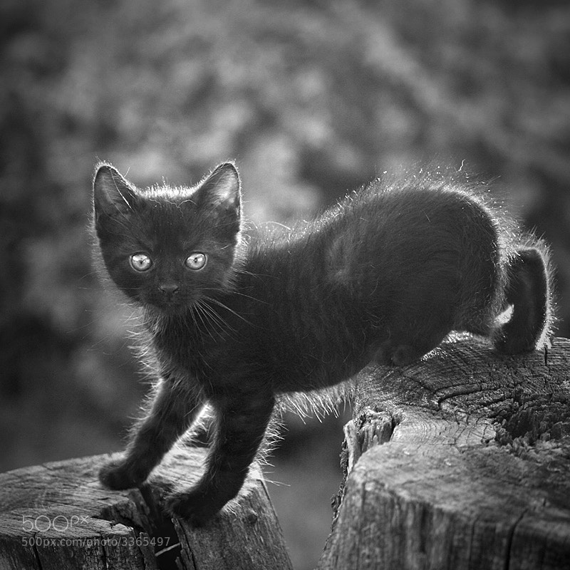 Photograph =ö= by Szilvia Pap-Kutasi