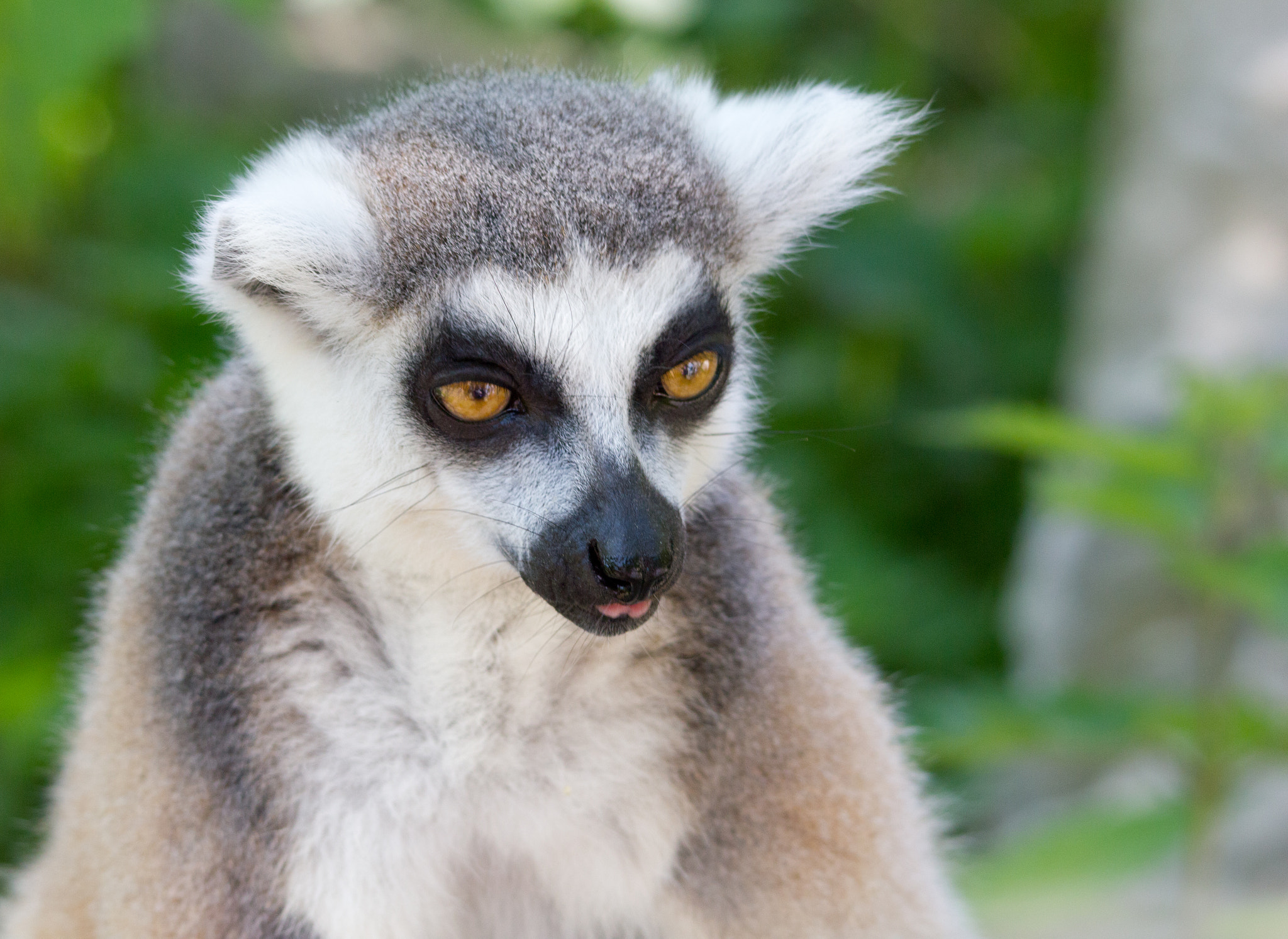 lemur monkey - Lemuren Affen by Franz Schinagl - Photo 33680755 / 500px