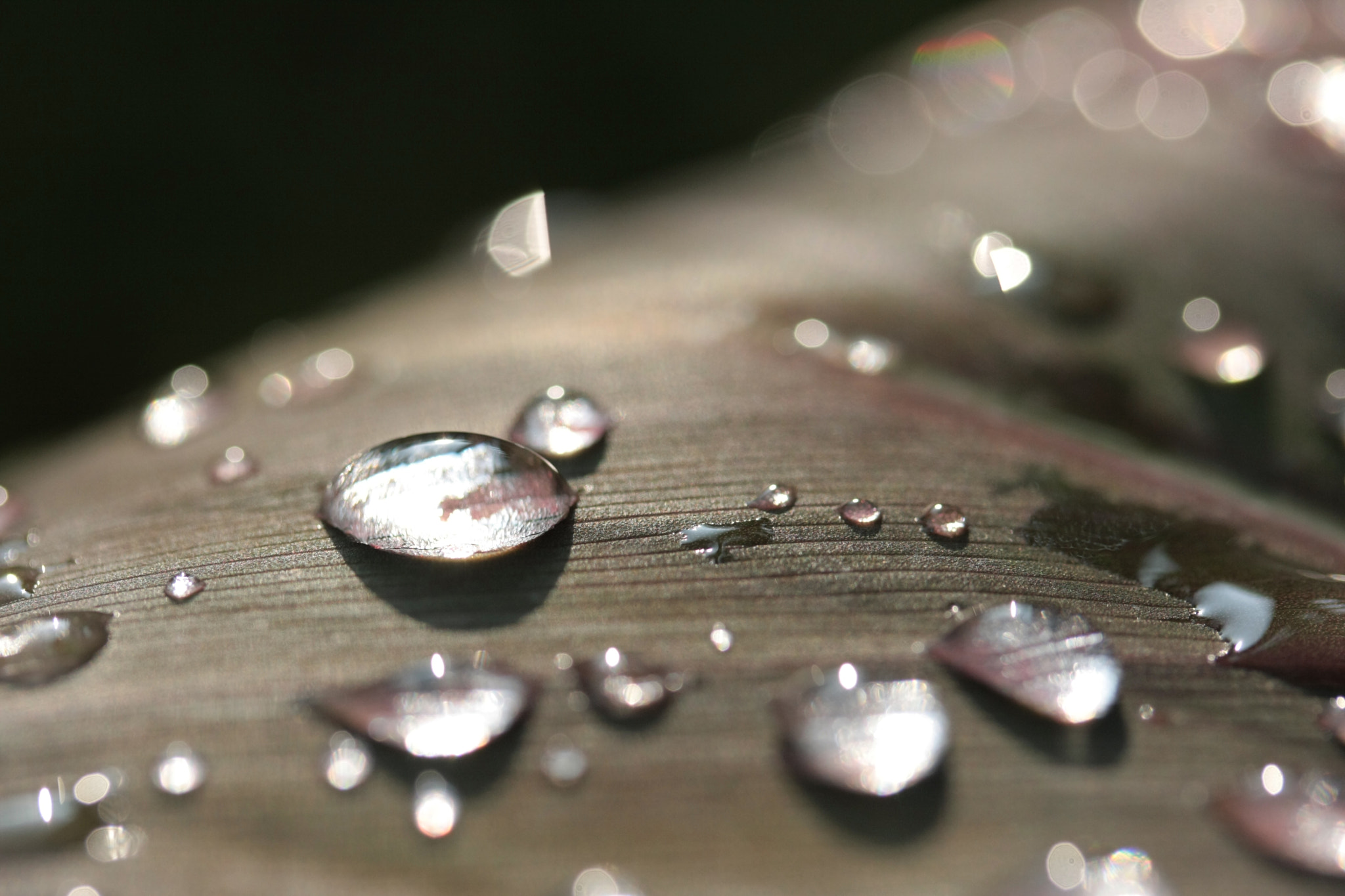 Après la pluie...