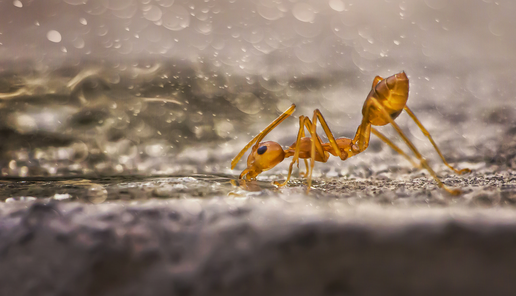 College essay about ants image