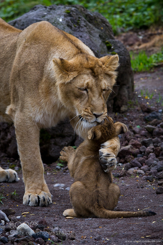 Photograph The embrace by Stephan Brauchli