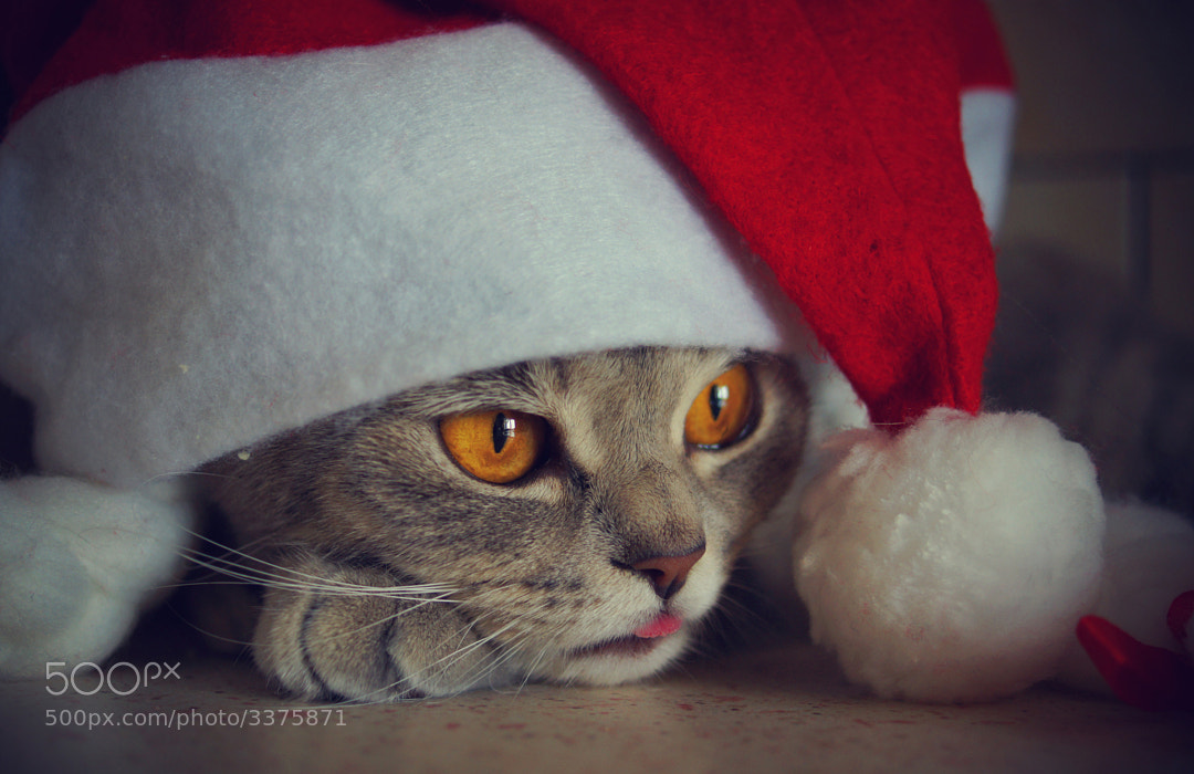 Santa's Helper by Alina Esther